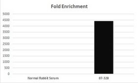 Anti-acetyl-Histone H4 (Lys8) Antibody serum, Upstate®