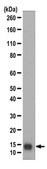 Anti-FABP1 Antibody from rabbit, purified by affinity chromatography
