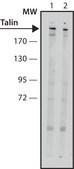 Anti-Talin antibody, Mouse monoclonal clone 8D4, purified from&nbsp;hybridoma&nbsp;cell culture