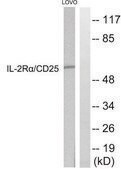 Anti-IL-2R α antibody produced in rabbit affinity isolated antibody