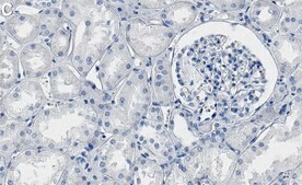 Anti-CD147 Antibody, clone 1J7 ZooMAb® Rabbit Monoclonal recombinant, expressed in HEK 293 cells