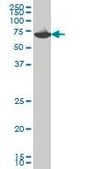 Monoclonal Anti-EIF2AK2, (N-terminal) antibody produced in mouse clone 1D11, purified immunoglobulin, buffered aqueous solution