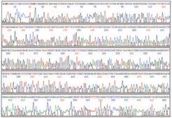 GenElute™ Plasmid Miniprep Kit sufficient for 70 purifications