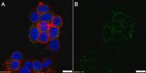 Anti-CD16/FcRIII Antibody, clone 1N11 ZooMAb® Rabbit Monoclonal recombinant, expressed in HEK 293 cells