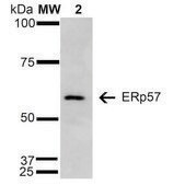 Monoclonal Anti-ERp57-Atto 594 antibody produced in mouse clone 4F9, affinity isolated antibody, buffered aqueous solution