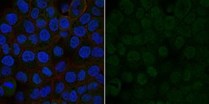 Anti-VEGF Antibody, Alexa Fluor™ 488 Conjugate from rabbit, ALEXA FLUOR™ 488