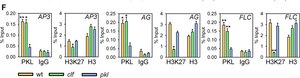 Anti-trimethyl-Histone H3 (Lys27) Antibody Upstate®, from rabbit