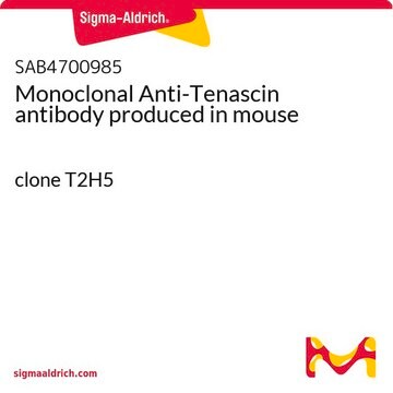 Monoclonal Anti-Tenascin antibody produced in mouse clone T2H5