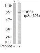 Anti-phospho-HSF1 (pSer303) antibody produced in rabbit affinity isolated antibody