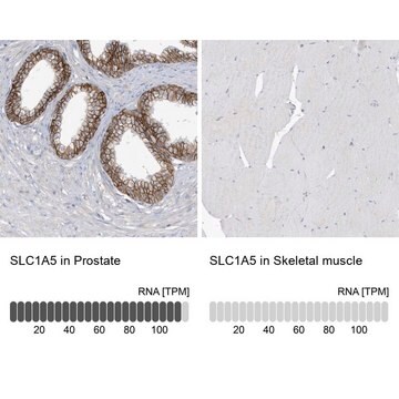 Anti-SLC1A5 antibody produced in rabbit Prestige Antibodies® Powered by Atlas Antibodies, affinity isolated antibody, buffered aqueous glycerol solution