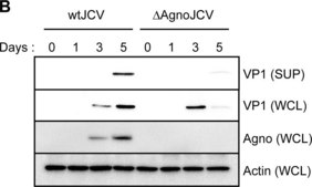 Anti-Actin Antibody, clone C4 clone C4, Chemicon®, from mouse