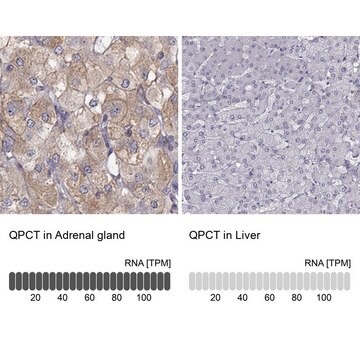 Anti-QPCT antibody produced in rabbit Prestige Antibodies&#174; Powered by Atlas Antibodies, affinity isolated antibody, buffered aqueous glycerol solution