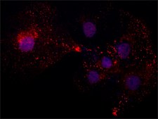 Anti-Chondroitin Sulfate antibody, Mouse monoclonal clone CS-56, purified from hybridoma cell culture
