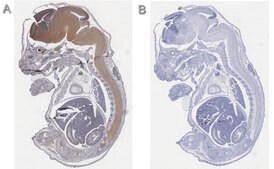 Anti-Tbr2 Antibody, clone 3M12, ZooMAb® Rabbit Monoclonal recombinant, expressed in HEK 293 cells