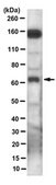 Anti-MSL-2 Antibody, clone 10C3.1 clone 10C3.1, from mouse