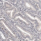 Anti-TNNI1 antibody produced in rabbit Prestige Antibodies® Powered by Atlas Antibodies, affinity isolated antibody, buffered aqueous glycerol solution
