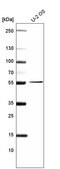 Monoclonal Anti-PRAME antibody produced in mouse Prestige Antibodies® Powered by Atlas Antibodies, clone CL5146, purified immunoglobulin, buffered aqueous glycerol solution
