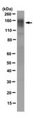 Anti-Integrin Beta1 Antibody, clone 8E3 clone 8E3, from mouse