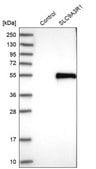 Anti-SLC9A3R1 antibody produced in rabbit Prestige Antibodies® Powered by Atlas Antibodies, affinity isolated antibody, buffered aqueous glycerol solution