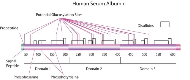 Albumin from human serum lyophilized powder, low endotoxin