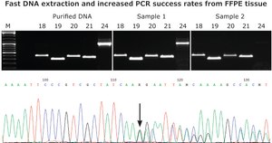 KAPA 快速浸提液 with PCR ReadyMix