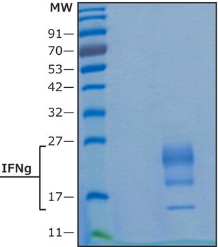 干扰素-&#947; 人 IFN-gamma, recombinant, expressed in HEK 293 cells, suitable for cell culture, endotoxin tested