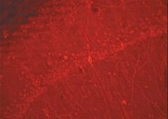 驴抗兔IgG抗体，Cy3偶联，吸附物种 Chemicon®, from donkey