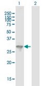Anti-FYCO1 antibody produced in mouse IgG fraction of antiserum, buffered aqueous solution