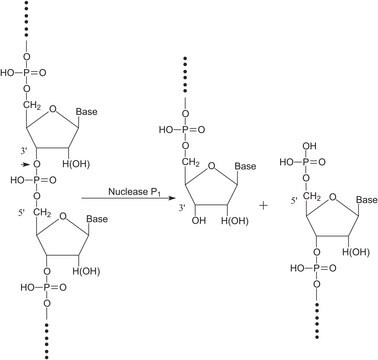 核酸酶P1 来源于桔青霉菌 lyophilized powder, &#8805;200&#160;units/mg protein (E1%/280, 3&#8242;-5&#8242;-Phosphodiesterase)