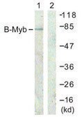 Anti-B-MYB antibody produced in rabbit affinity isolated antibody