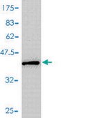 Monoclonal Anti-MIF antibody produced in mouse clone 2A10-4D3, purified immunoglobulin, buffered aqueous solution