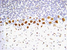 抗硝基酪氨酸抗体 Chemicon®, from rabbit