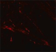 Anti-ZIP7 antibody produced in rabbit affinity isolated antibody