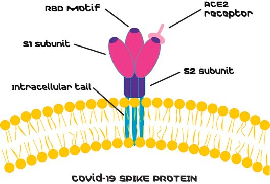 SARS-CoV-2 Receptor Binding Domain Spike protein RBD recombinant, expressed in HEK 293 cells