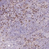 Anti-CD8A antibody produced in rabbit Prestige Antibodies® Powered by Atlas Antibodies, affinity isolated antibody, buffered aqueous glycerol solution