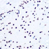 Anti-Histone H2AX antibody produced in rabbit