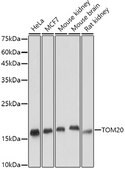 Anti-TOM20 Antibody, clone 10G6I8, Rabbit Monoclonal