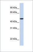 Anti-EPOR antibody produced in rabbit affinity isolated antibody