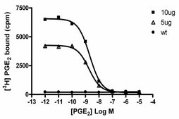 ChemiSCREEN EP3 Prostanoid Receptor Membrane Preparation Human EP3 GPCR membrane preparation for Radioligand binding Assays &amp; GTPgammaS binding.
