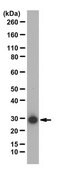 Anti-14-3-3 Antibody (pan) from rabbit, purified by affinity chromatography