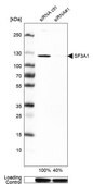 Anti-SF3A1 antibody produced in rabbit Prestige Antibodies® Powered by Atlas Antibodies, affinity isolated antibody, buffered aqueous glycerol solution