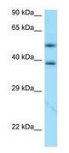 Anti-APOE (N-terminal) antibody produced in rabbit affinity isolated antibody