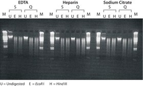 GenElute™ Blood Genomic DNA Kit sufficient for 70 purifications