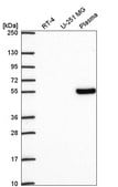 Anti-TCF7 antibody produced in rabbit Prestige Antibodies® Powered by Atlas Antibodies, affinity isolated antibody