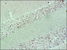Monoclonal Anti-Synaptophysin antibody produced in mouse clone SVP-38, ascites fluid