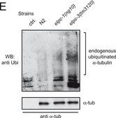 Monoclonal Anti-α-Tubulin antibody produced in mouse ascites fluid, clone B-5-1-2