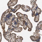 Anti-ZDHHC5 antibody produced in rabbit Prestige Antibodies® Powered by Atlas Antibodies, affinity isolated antibody, buffered aqueous glycerol solution