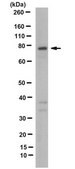 Anti-PTEN-alpha Antibody, clone 3A4.1 clone 3A4.1, from mouse