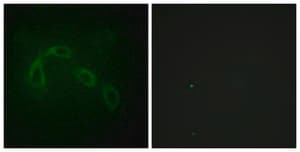 Anti-PAK1 antibody produced in rabbit affinity isolated antibody