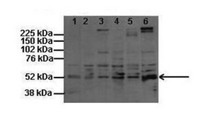 抗-BRD9 兔抗 IgG fraction of antiserum